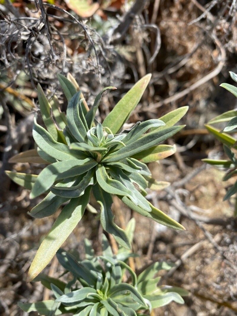 Echium brevirame leaf
