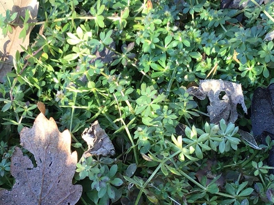 Galium sylvaticum — search result for 'France'