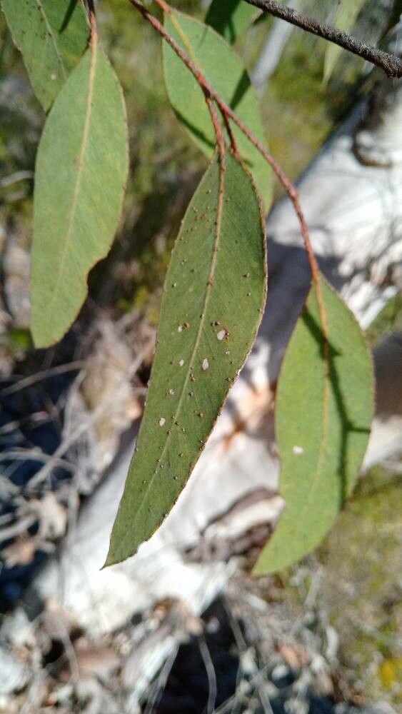Eucalyptus pachycalyx — houseplant care guide