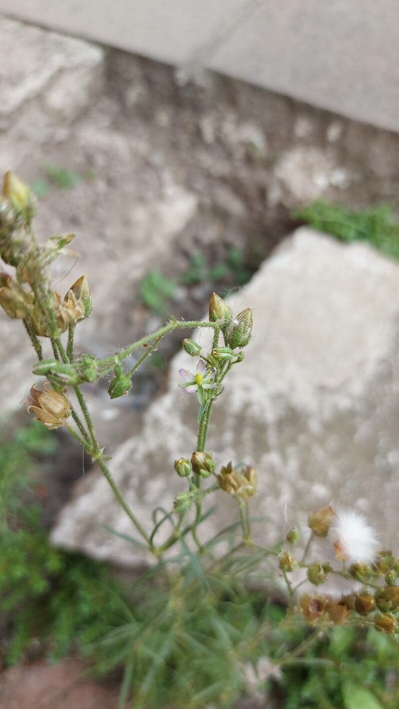 Spergula grandis flower