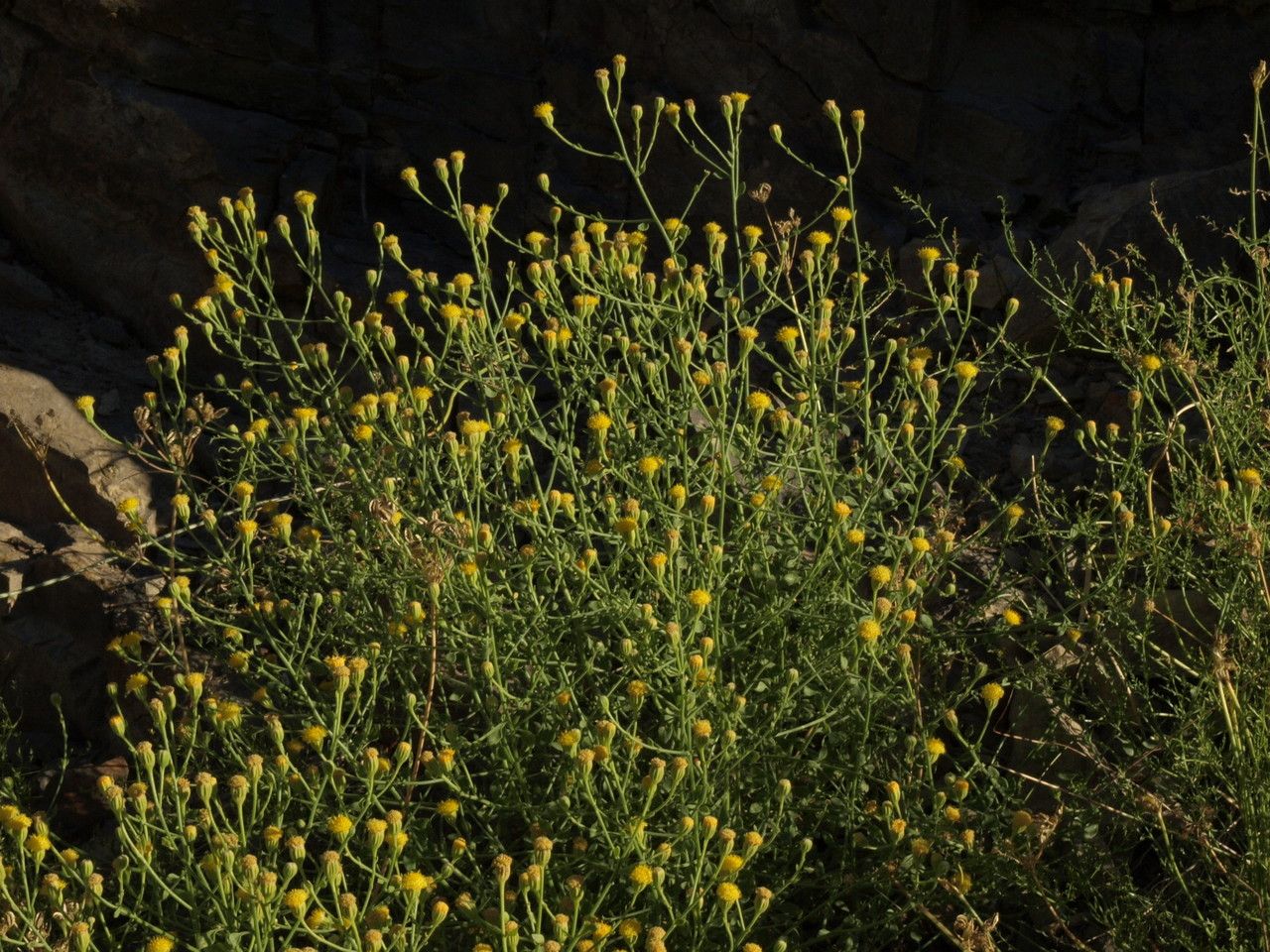 Perityle megalocephala — related species from the same genus