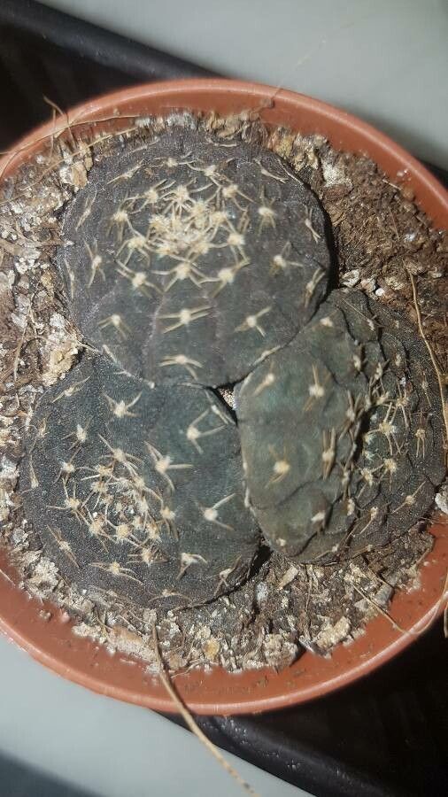 Gymnocalycium ragonesei leaf