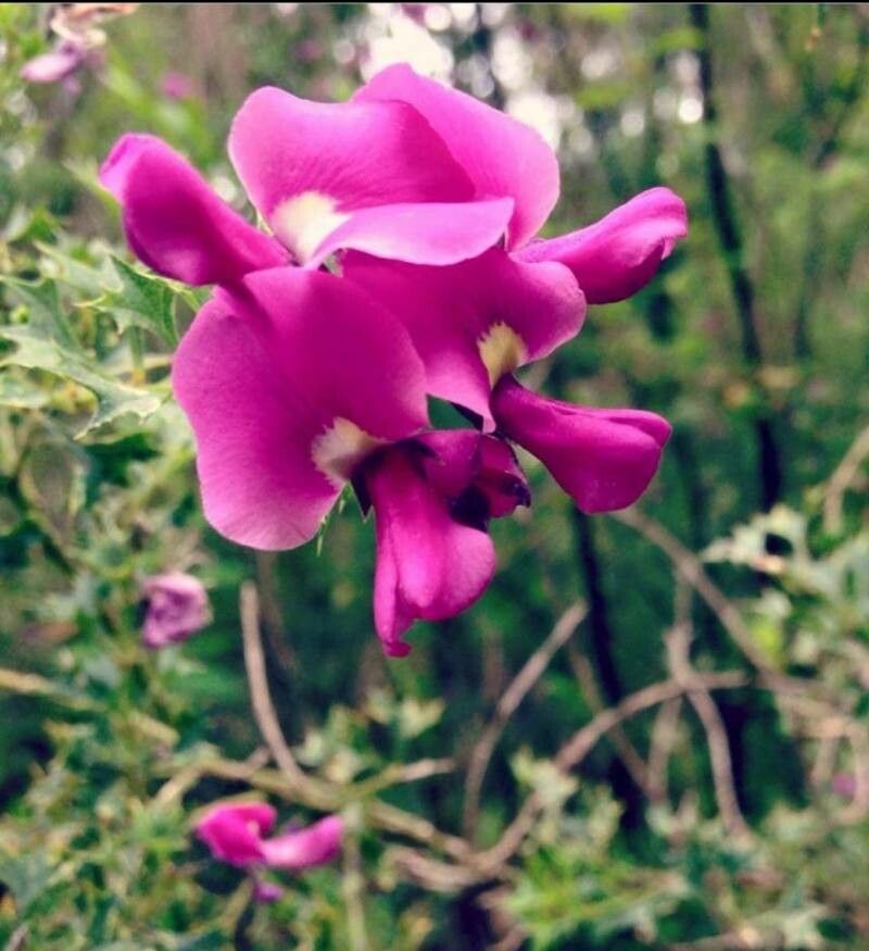 Mirbelia dilatata — houseplant care guide