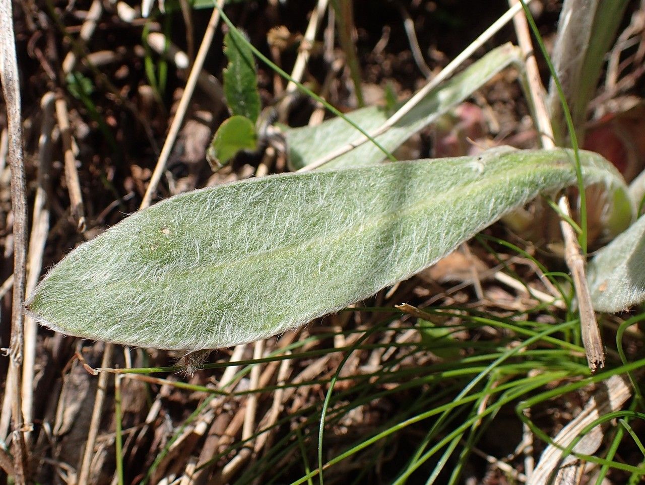 Silene flos-jovis — search result for 'Lychnis'