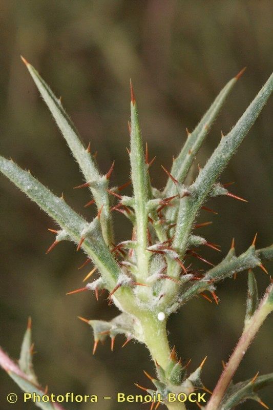 Atractylis delicatula bark