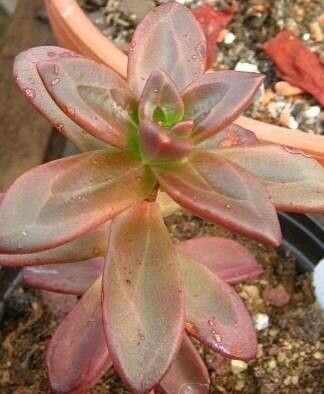 Echeveria compressicaulis — houseplant care guide