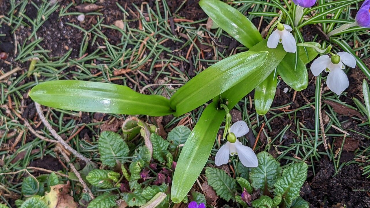 Galanthus woronowii habit