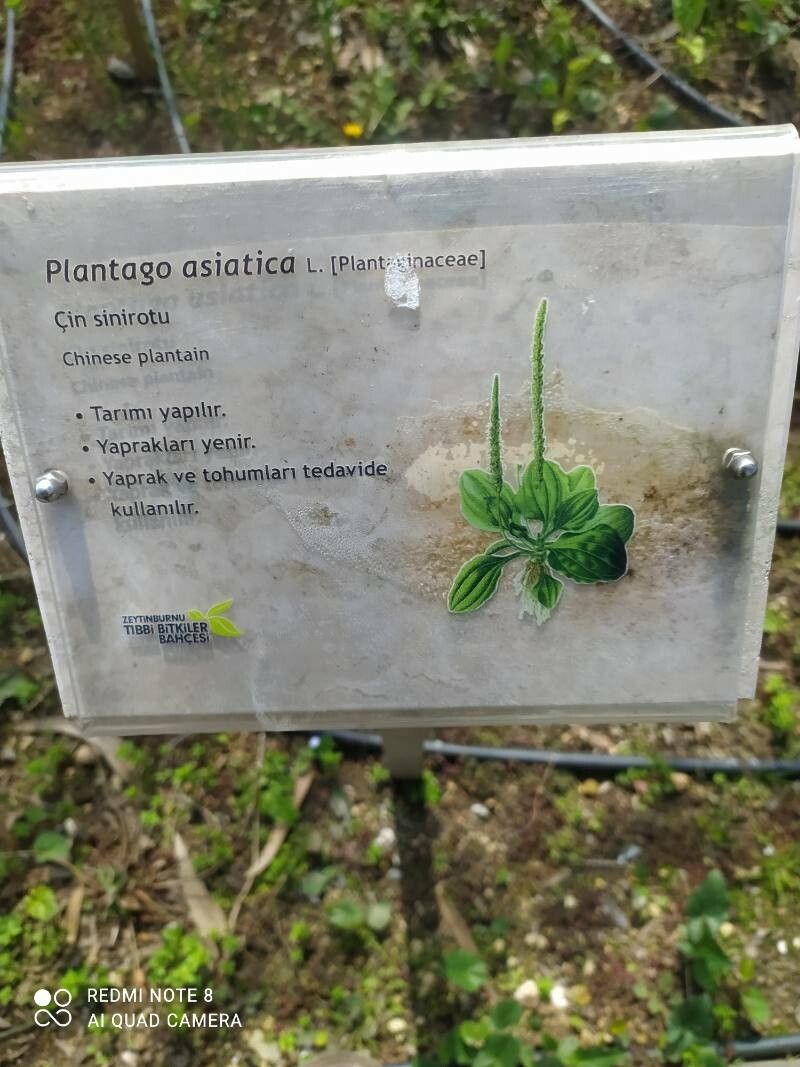 Plantago asiatica flower
