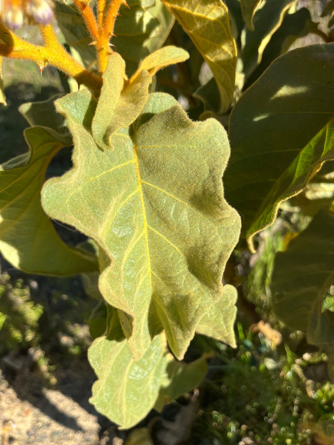 Solanum glutinosum — houseplant care guide