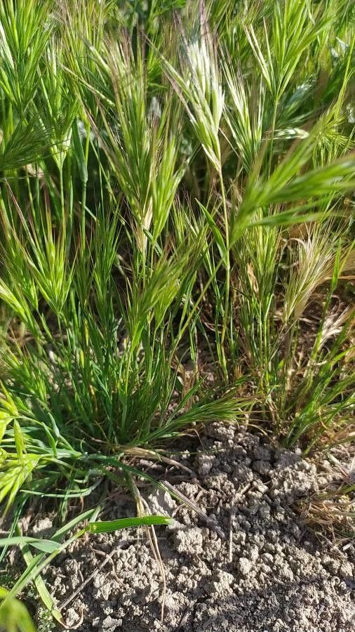 Anisantha madritensis leaf