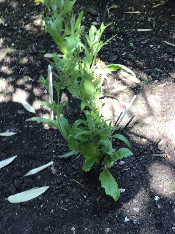 Salpiglossis sinuata — search result for 'Solanaceae'