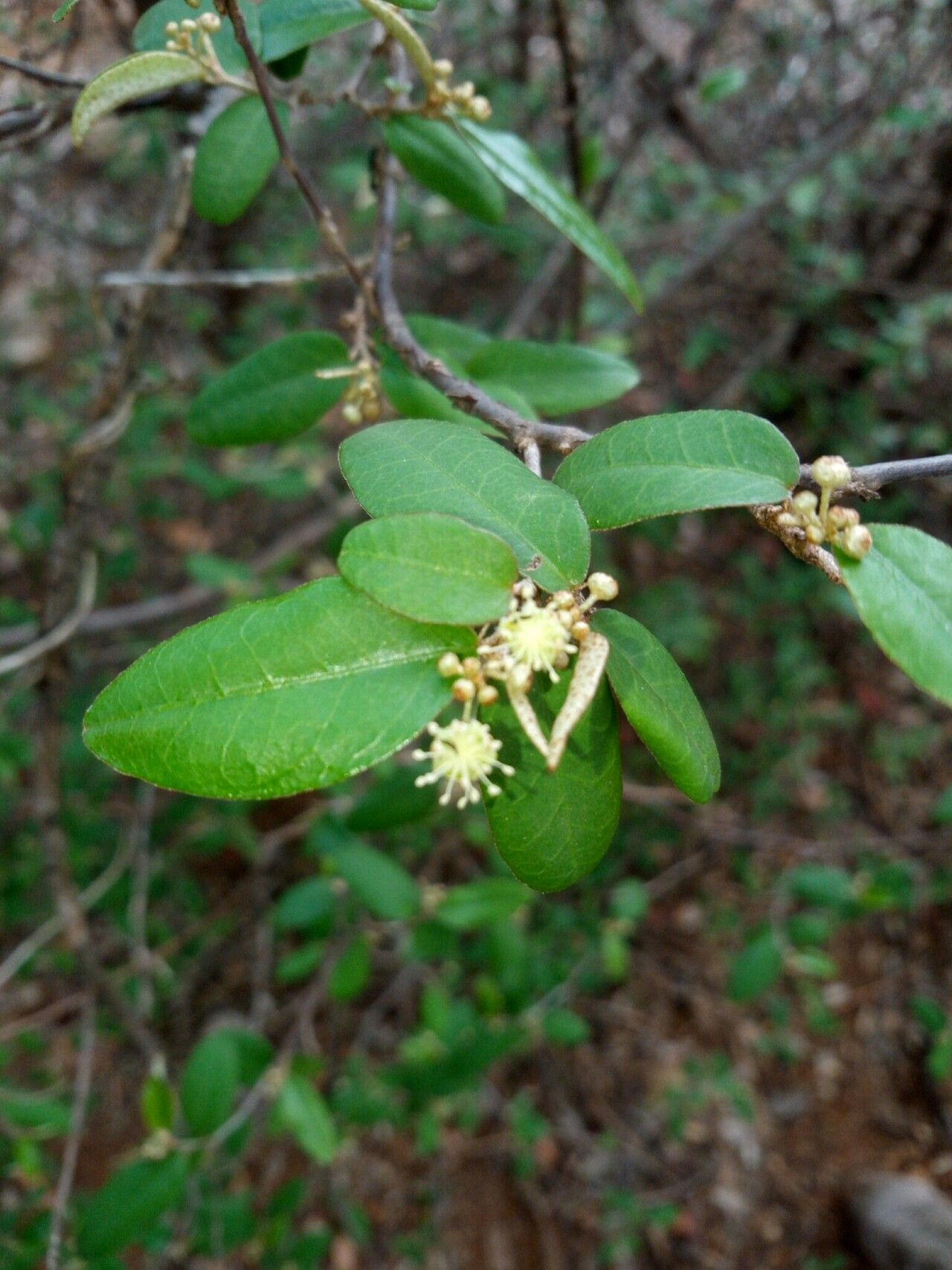 Croton manampetsae flower