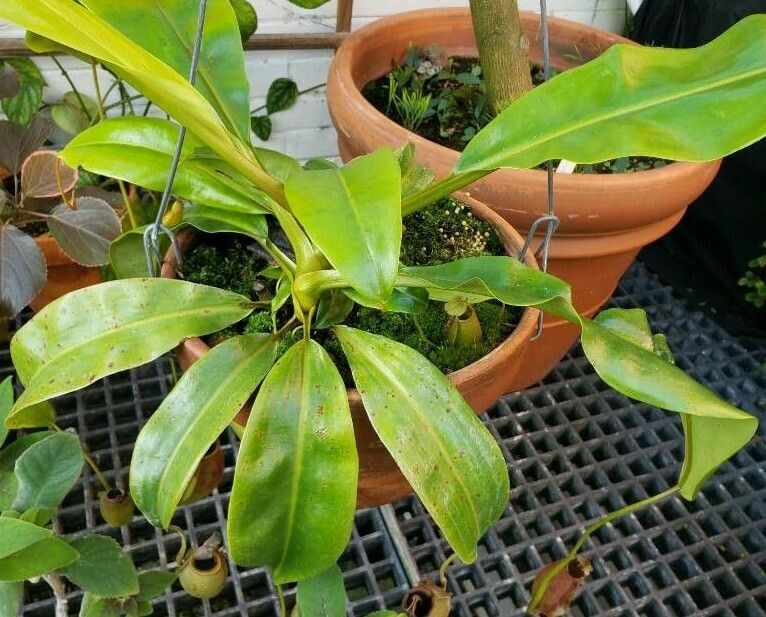 Nepenthes bicalcarata habit