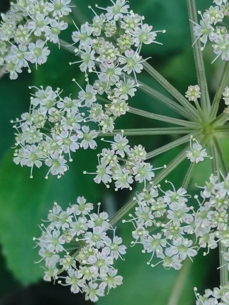 Imperatoria hispanica flower