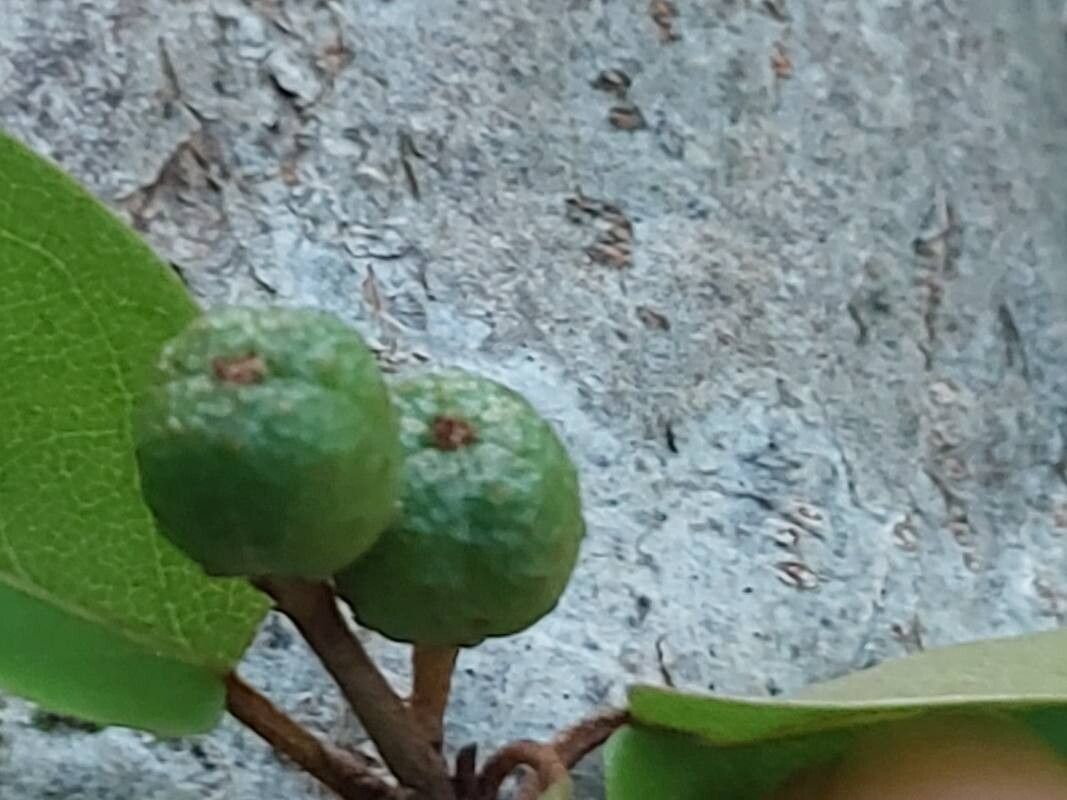 Croton hildebrandtii fruit