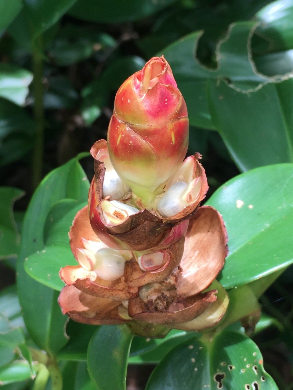 Costus woodsonii fruit