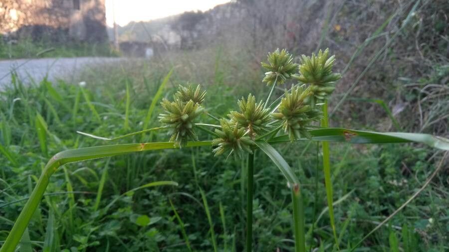 Cyperus eragrostis