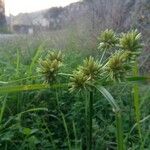 Cyperus eragrostis