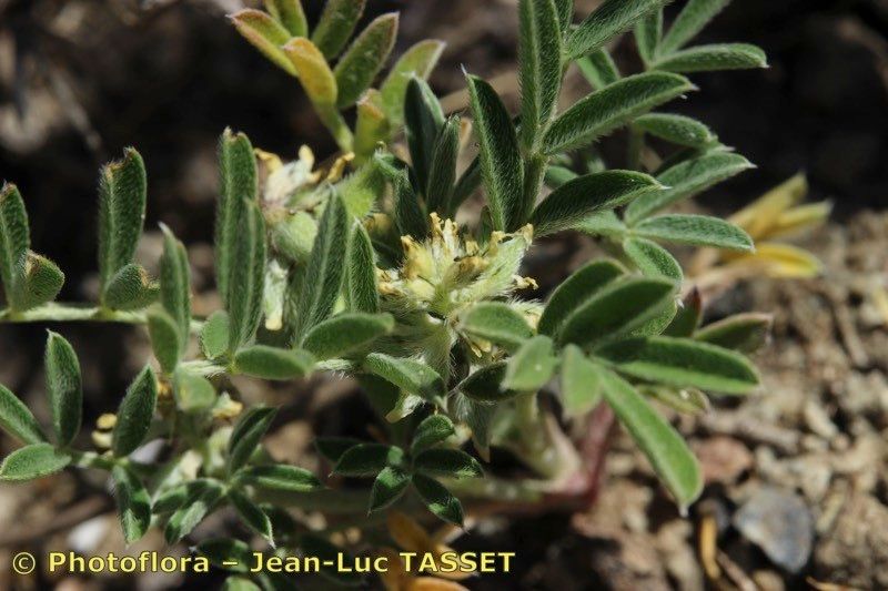 Astragalus epiglottis flower