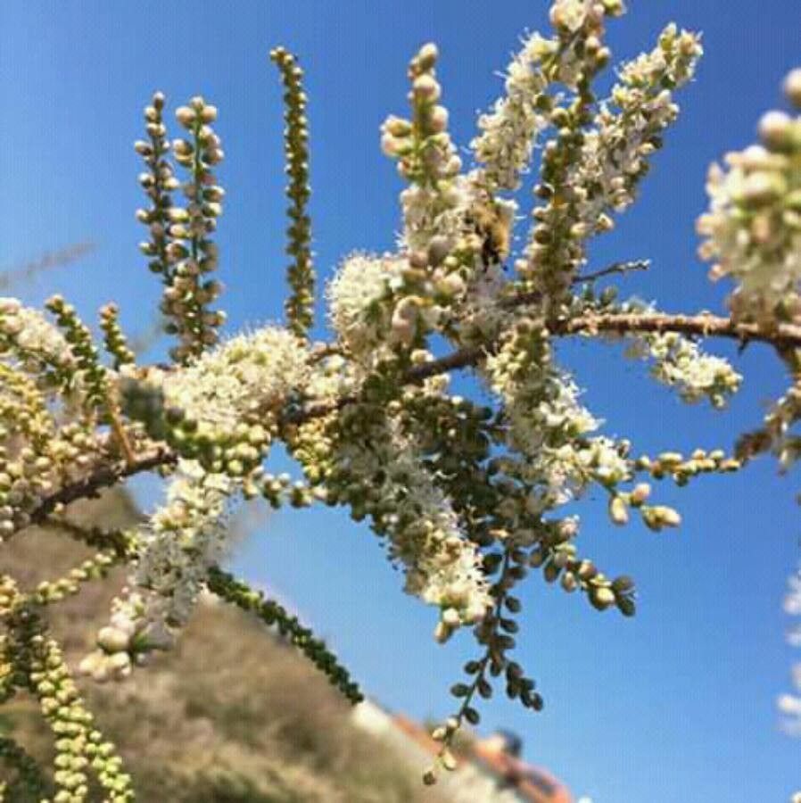 Tamarix aphylla flower