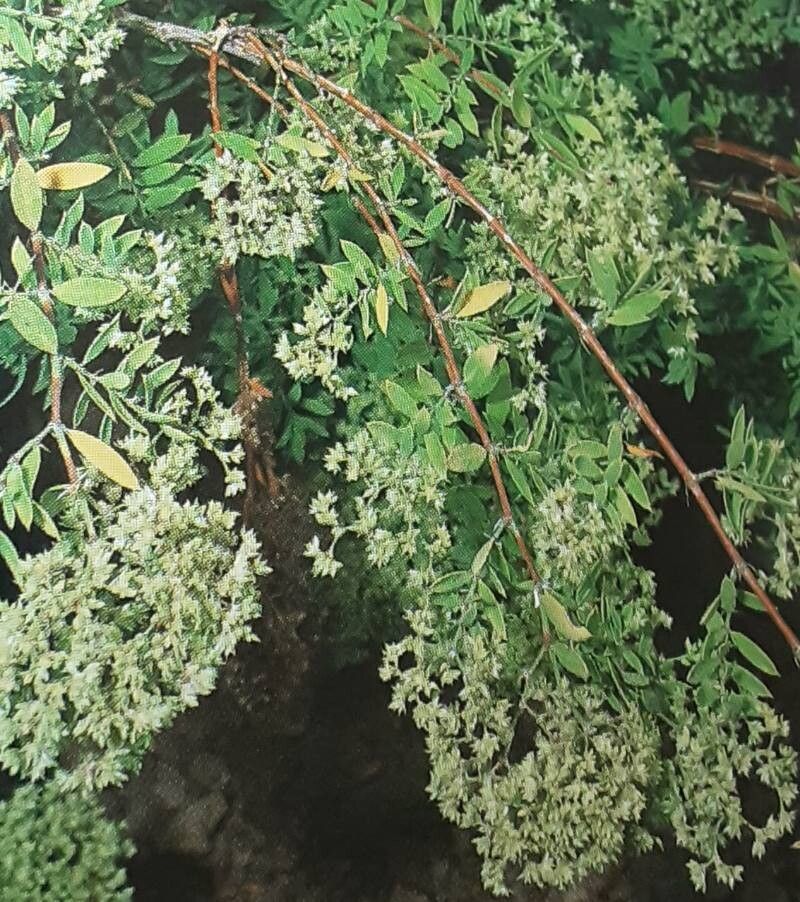 Paronychia canariensis flower