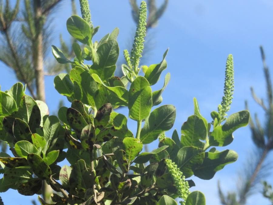 Escallonia pulverulenta other