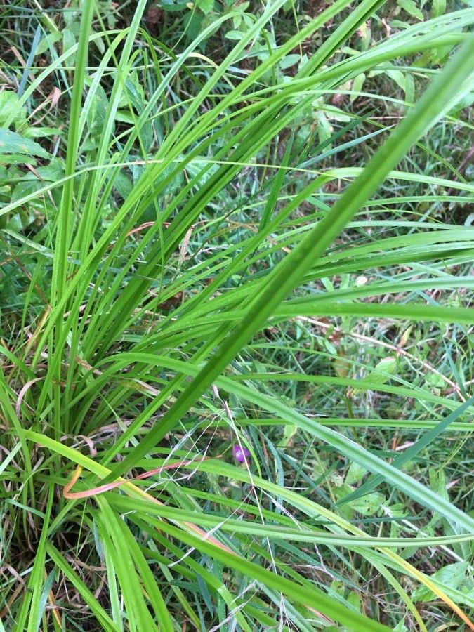 Carex gracillima — search result for 'Carex'