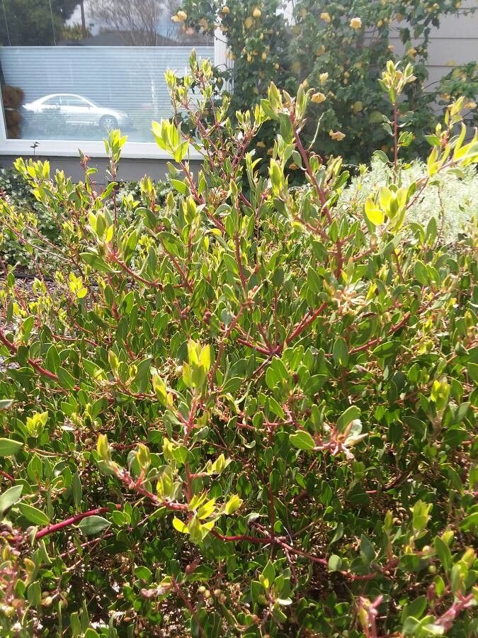 Arctostaphylos edmundsii fruit