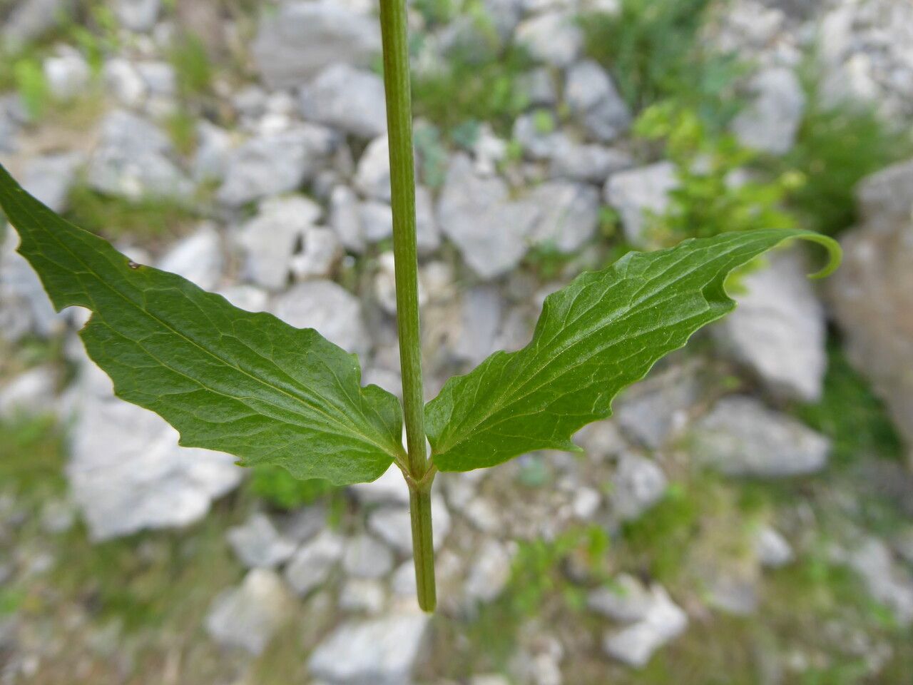 Valeriana montana — sleep aid houseplant