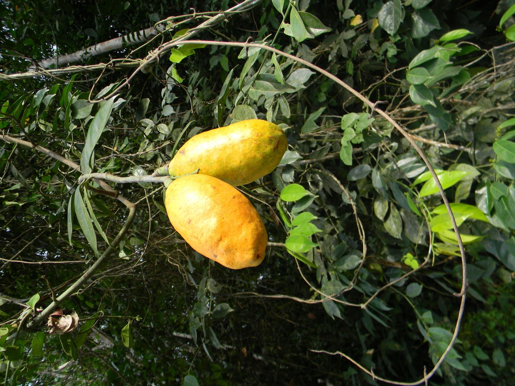 Salacia nitida fruit