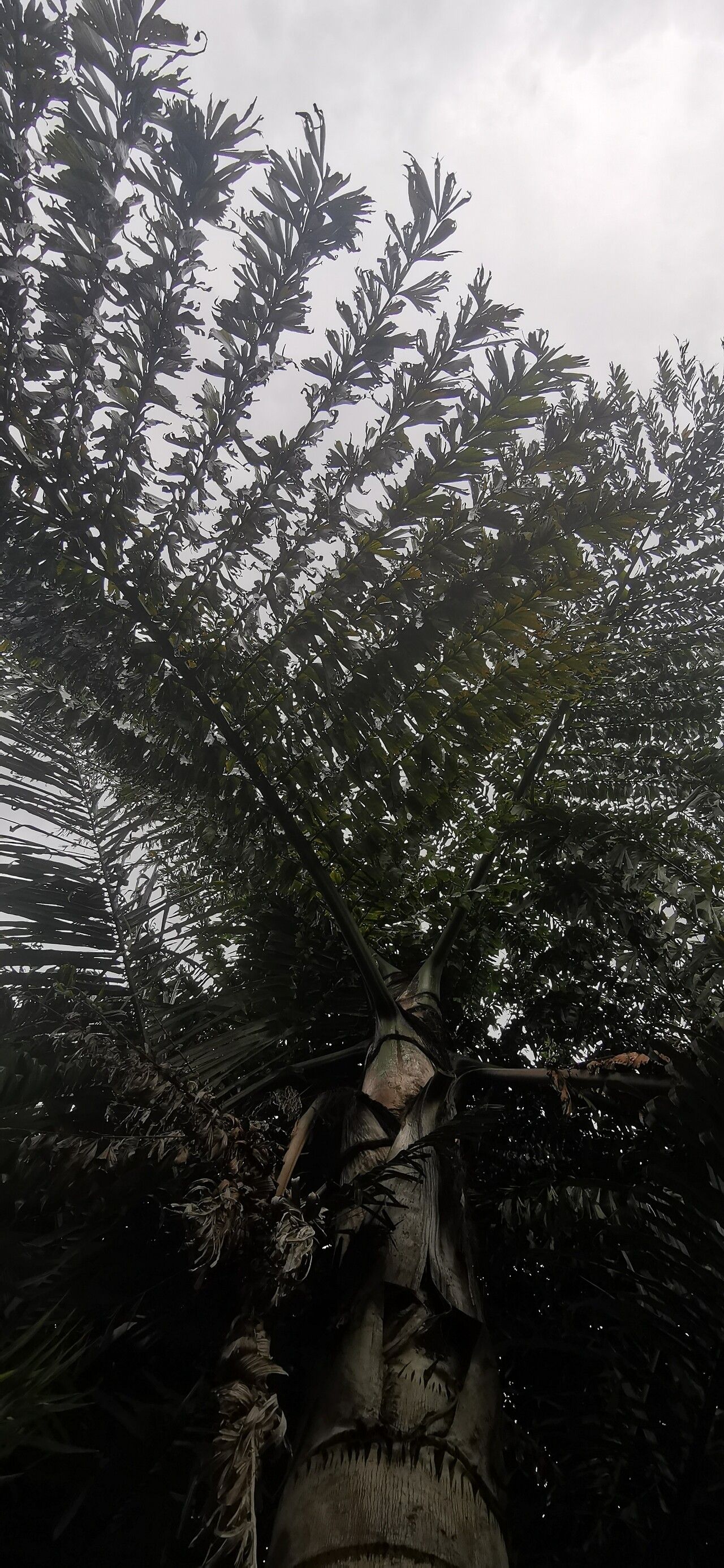 Caryota kiriwongensis habit