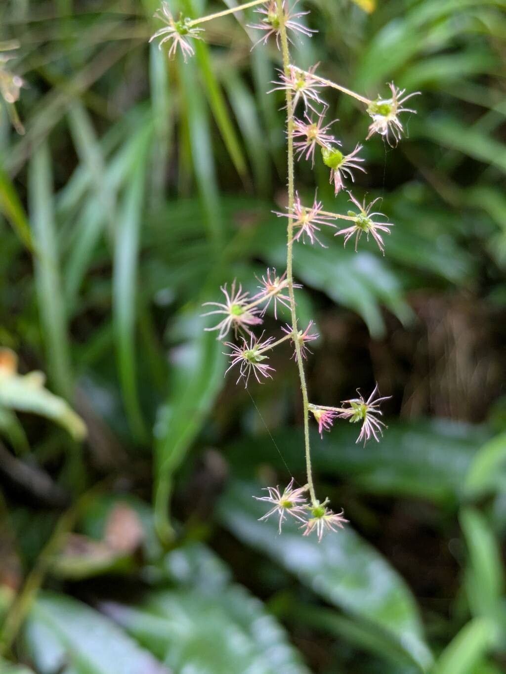 Acalypha platyphylla — houseplant care guide