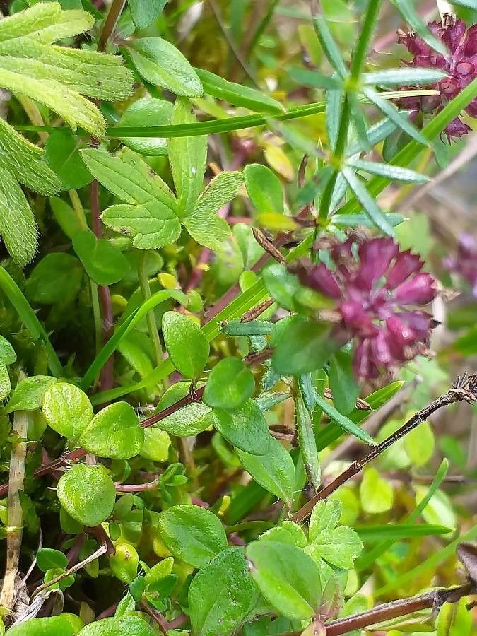 Thymus pulegioides
