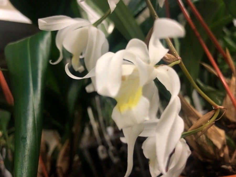 Coelogyne nervosa flower