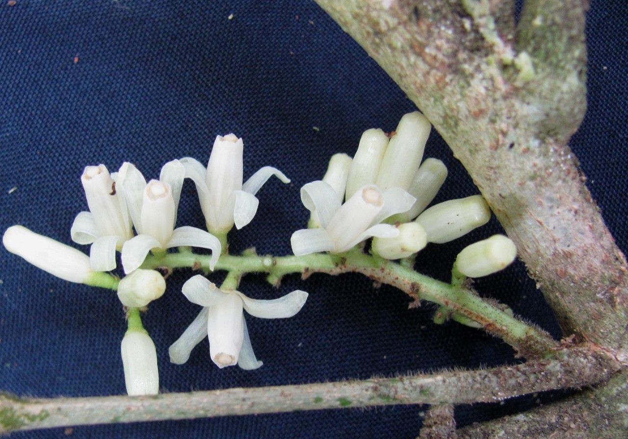 Guarea chiricana bark