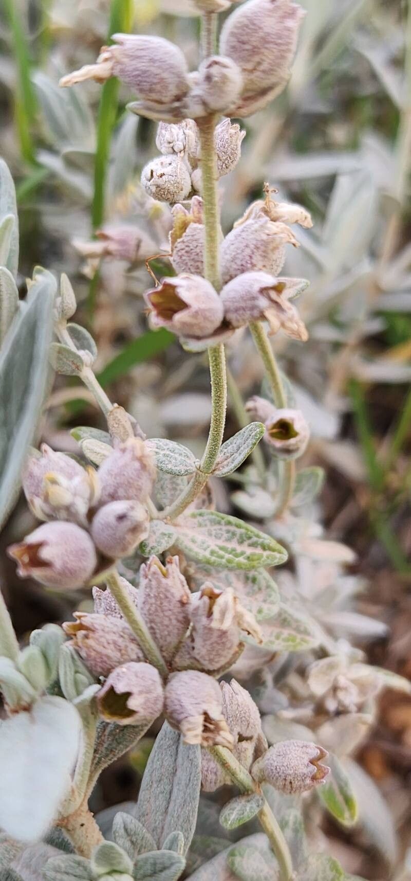 Stachys inflata fruit