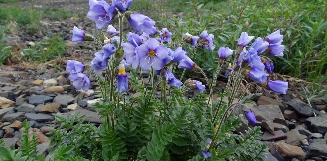Polemonium boreale