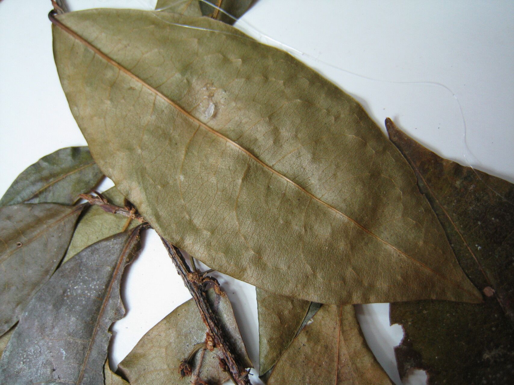 Erythroxylum fimbriatum other