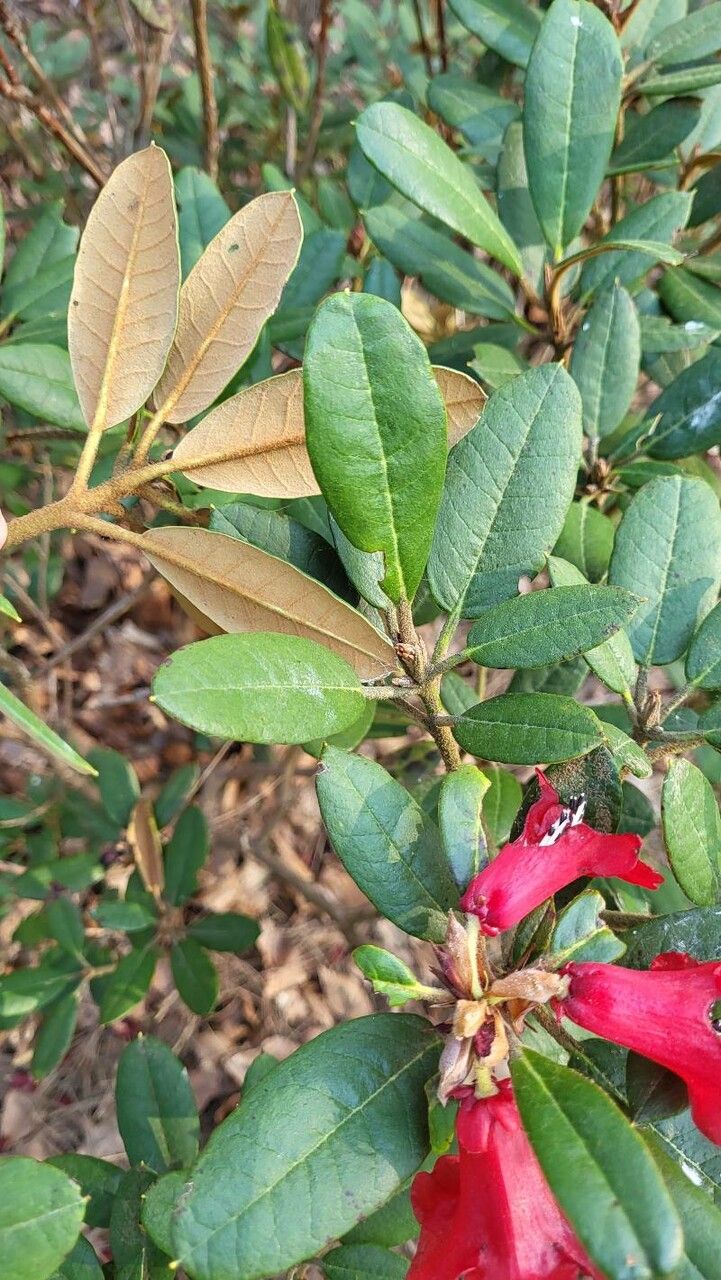 Rhododendron beanianum leaf