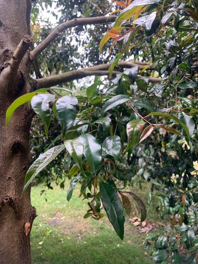 Myrcia splendens leaf