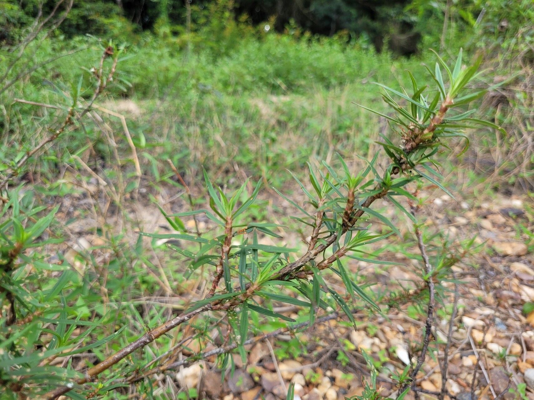 Spermacoce hyssopifolia — houseplant care guide