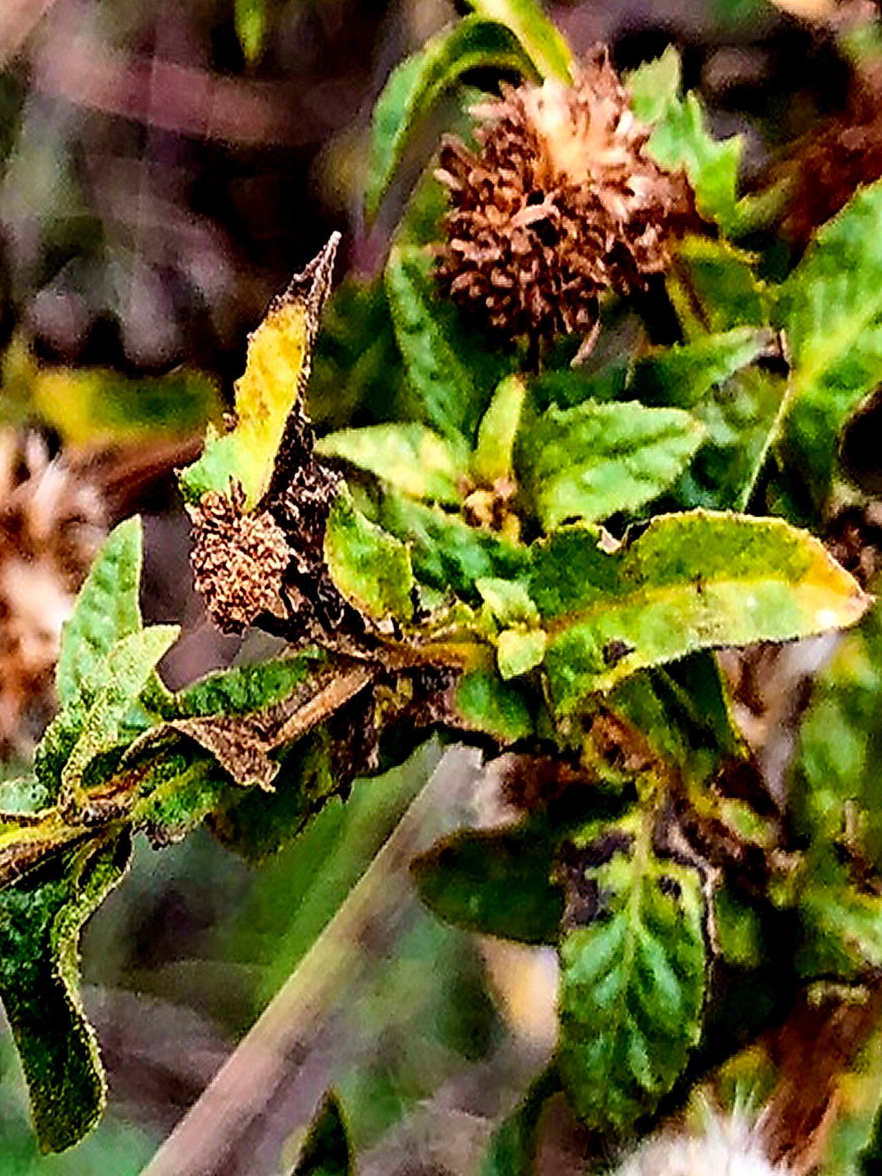 Pterocaulon serrulatum — houseplant care guide