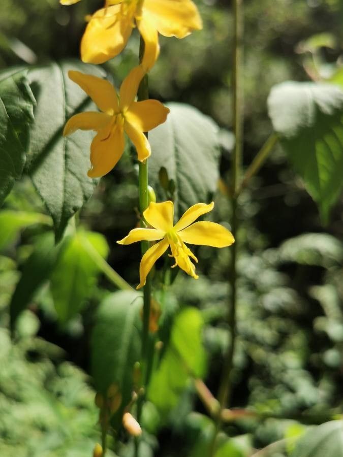 Echeandia mexicana — related species from the same genus