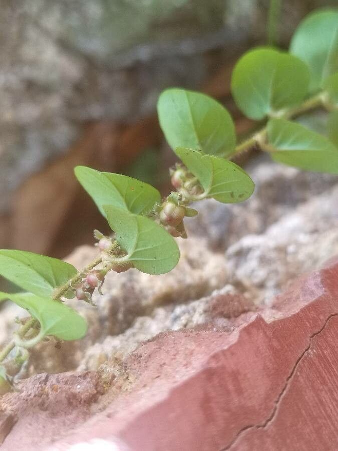 Evolvulus nummularius fruit