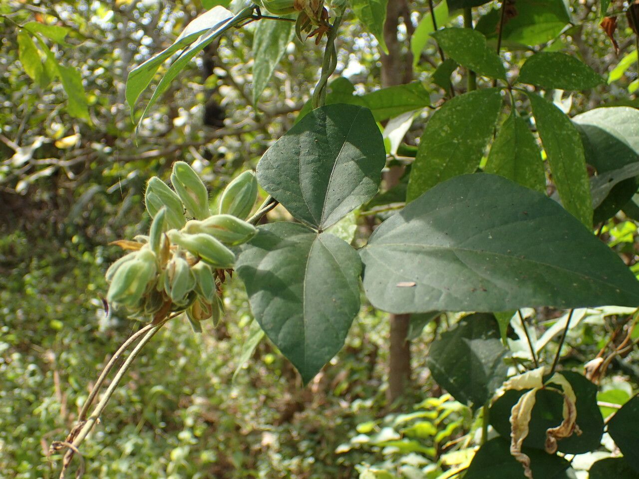 Rhynchosia albae-pauli — related species from the same genus