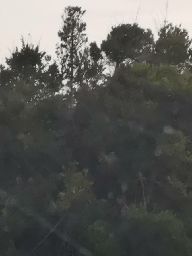 Rhodostemonodaphne elephantopus — search result for 'Elephantopus'