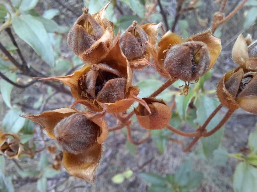 Cistus laurifolius fruit