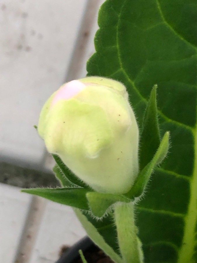 Sinningia speciosa flower