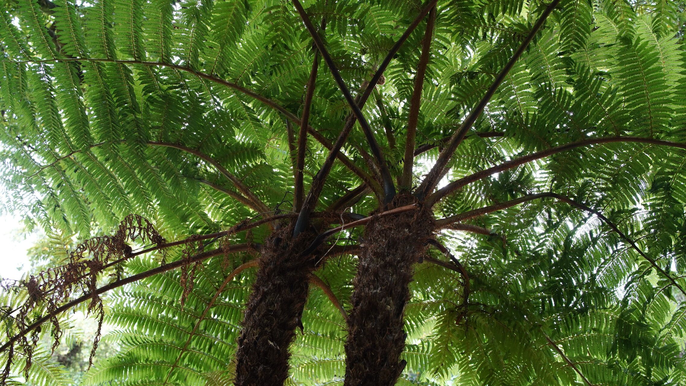 Alsophila kermadecensis — houseplant care guide