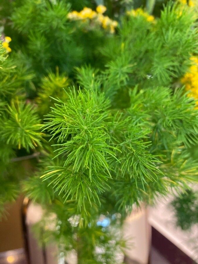 Asparagus africanus leaf